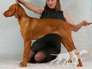 Gern Gross Fantastika