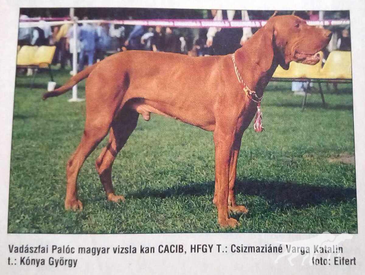 Vadászfai Paloc