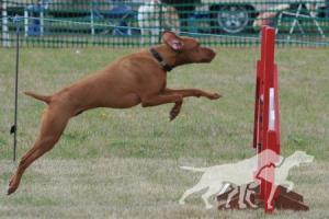 Grazealders Red Rufus