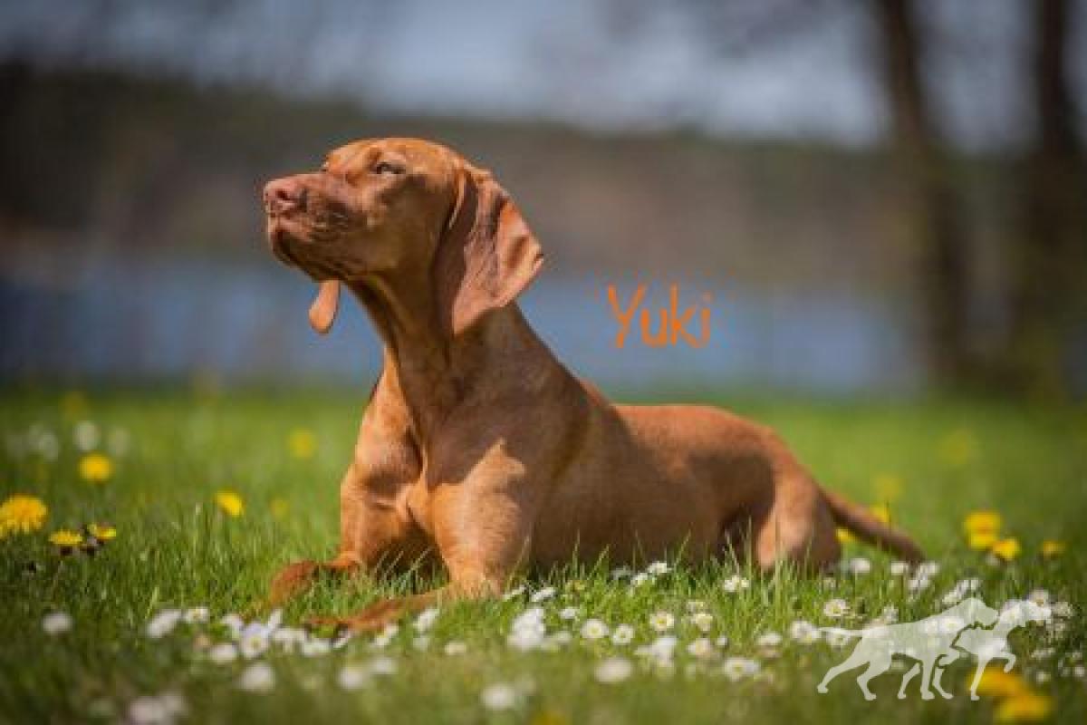 Serholi Vizsla Team Caraá