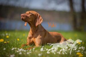 Serholi Vizsla Team Caraá