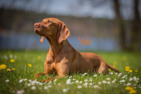 Serholi Vizsla Team Caraá