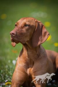 Serholi Vizsla Team Caraá