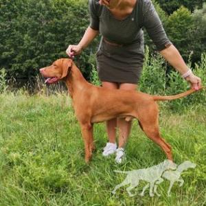 Apollo Cabama Crazy Hunter