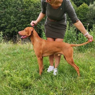 Apollo Cabama Crazy Hunter
