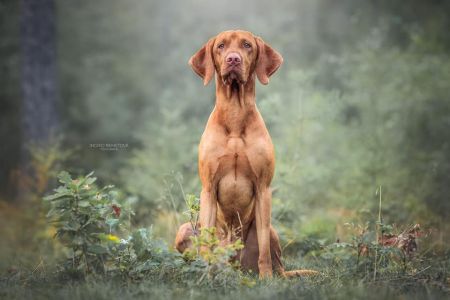 Anakin Cabama Crazy Hunter
