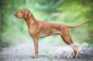 Anakin Cabama Crazy Hunter