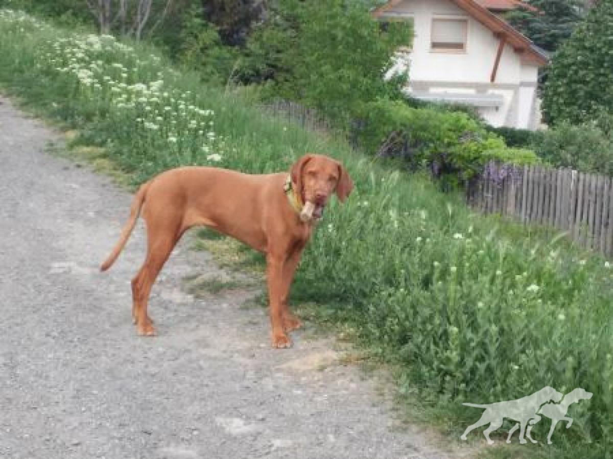 Gyimesi Nadja