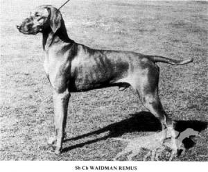 Waidman Remus
