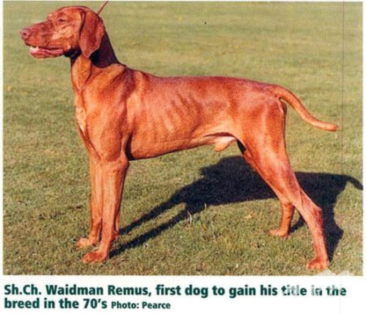 Waidman Remus