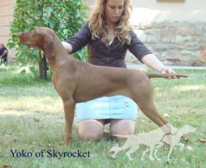 Yoko of Skyrocket Hubertus