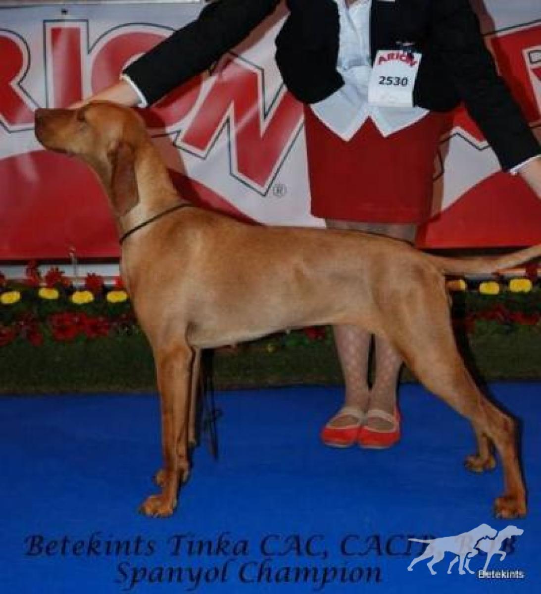 Betekints Tinka