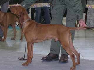 Gin Selle (SPKP 1716/04)