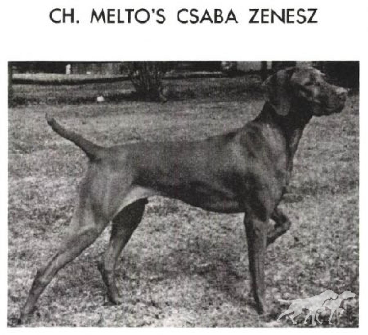 Melto's Csaba Zenesz