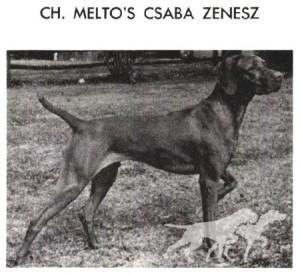 Melto's Csaba Zenesz
