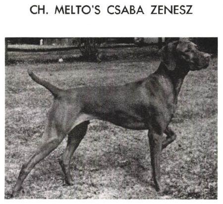 Melto's Csaba Zenesz