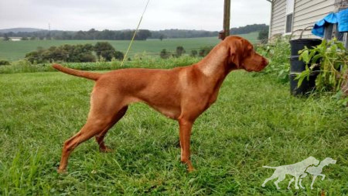 Red Oak's Scarlet Rocket