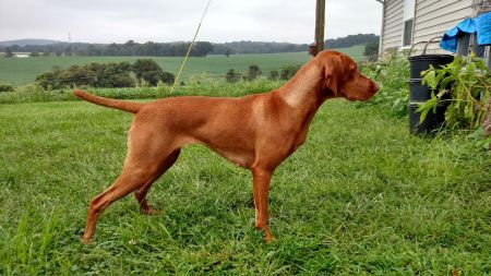 Red Oak's Scarlet Rocket