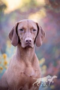 Sierra Ridge Born To Love You