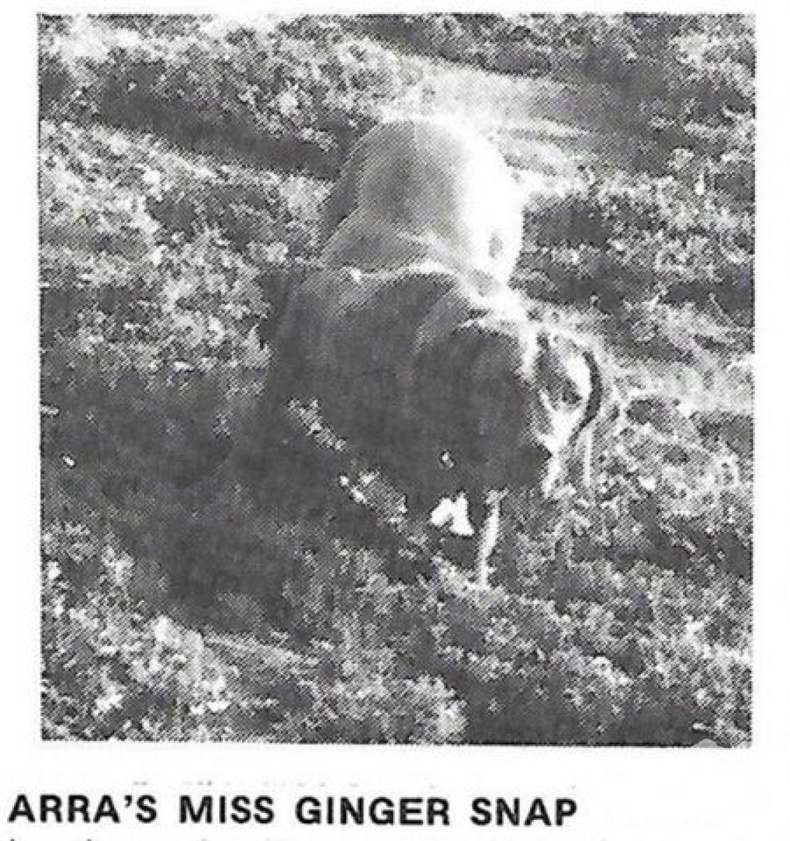 Arra's Miss Ginger Snap
