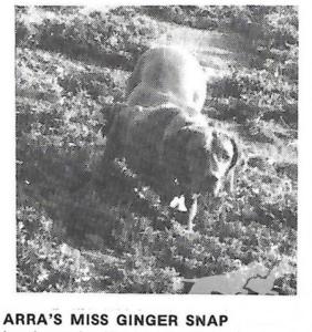 Arra's Miss Ginger Snap