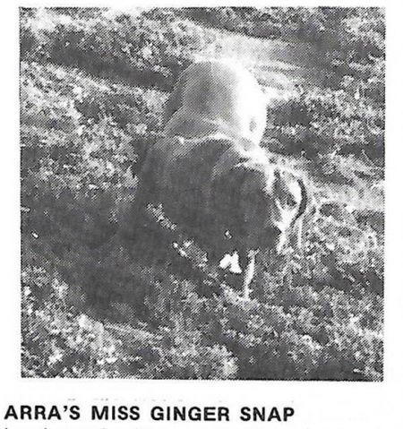 Arra's Miss Ginger Snap