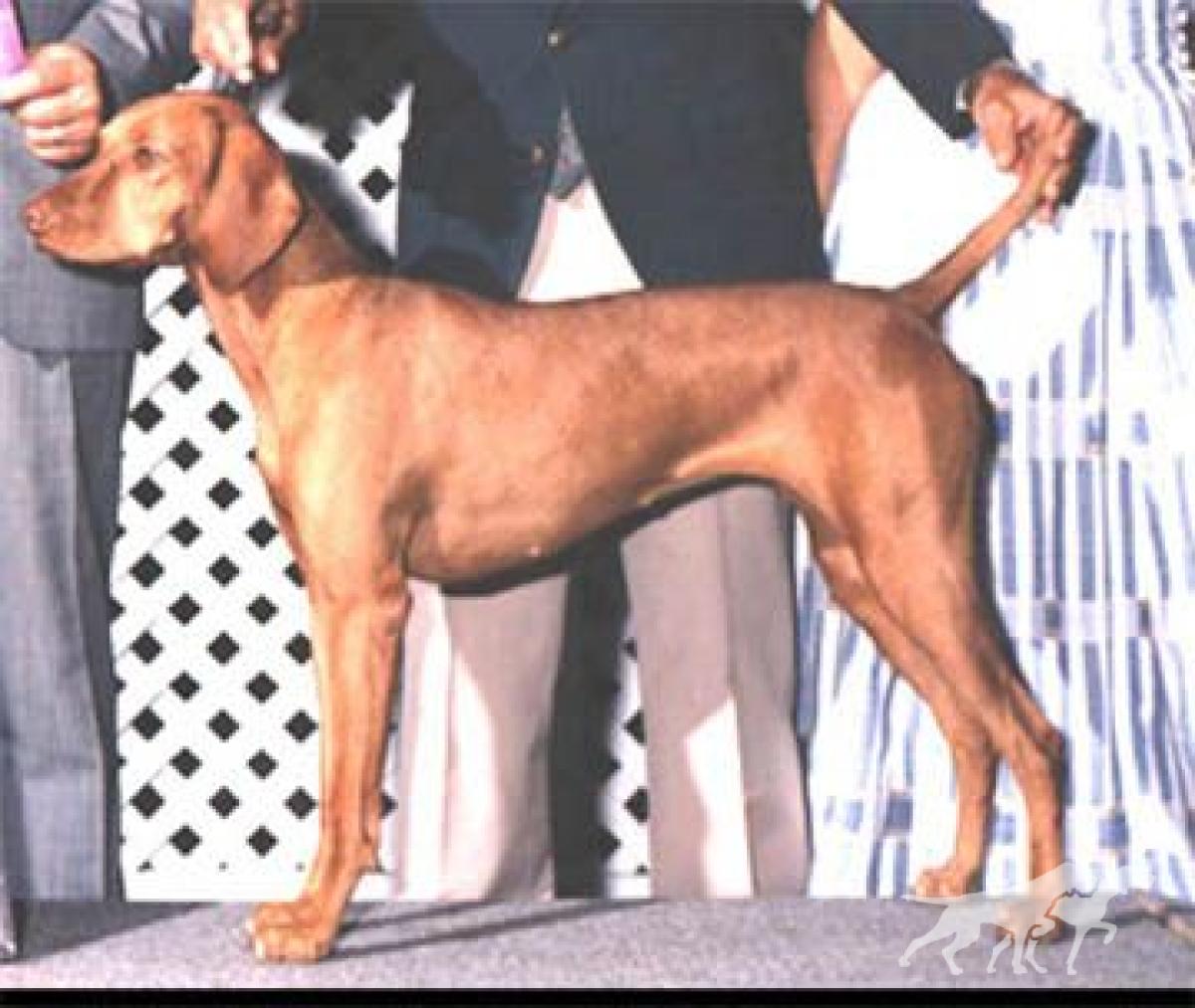 Dawn's Elsa Alydar Bold-Brig