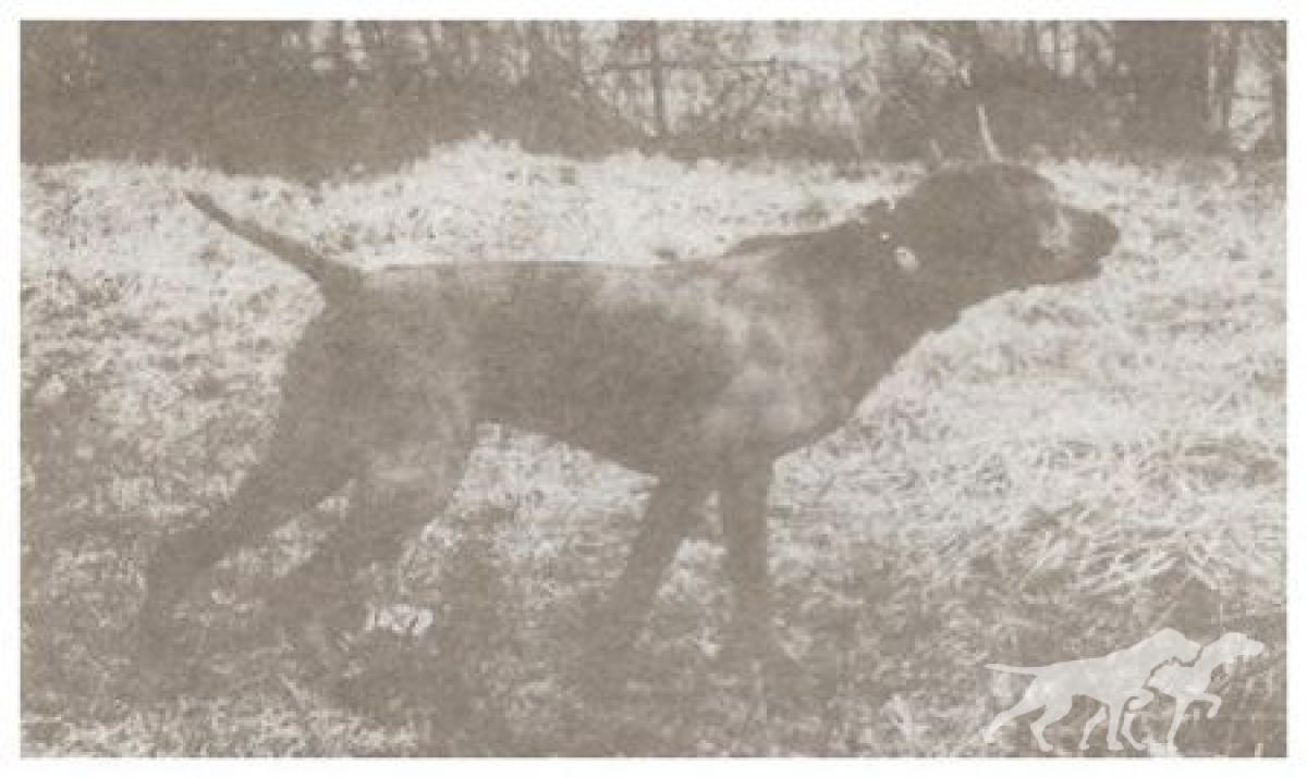 Zekiel Regel Of Kent