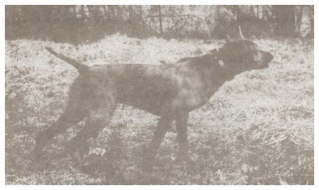 Zekiel Regel Of Kent