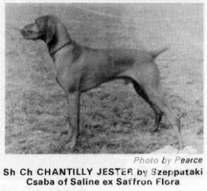Chantilly Jester