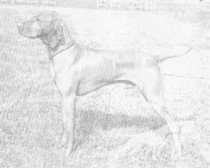 Chantilly Jester