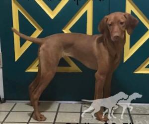 Gunn's Vizslas Sauska