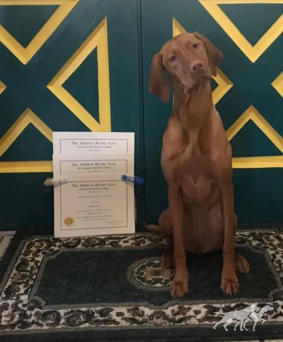 Gunn's Vizslas Sauska