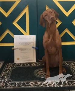 Gunn's Vizslas Sauska
