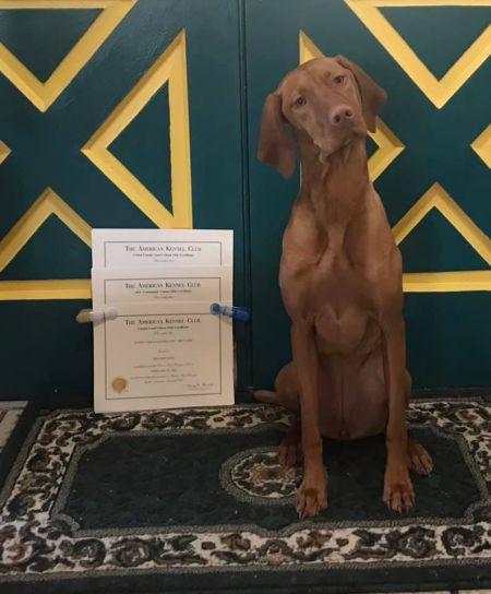 Gunn's Vizslas Sauska
