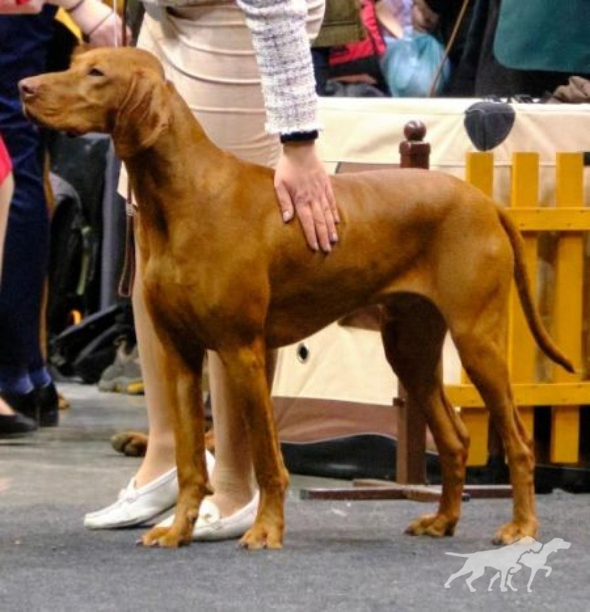 Jaskier Vizsla Pasion