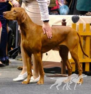 Jaskier Vizsla Pasion