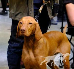 Jaskier Vizsla Pasion