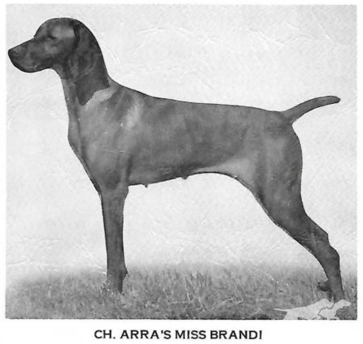 Arra's Miss Brandi