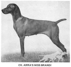 Arra's Miss Brandi
