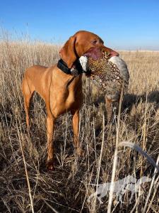 WLHL White Lake's Marlo in Cognac