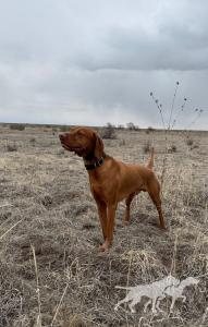 WLHL White Lake's Marlo in Cognac