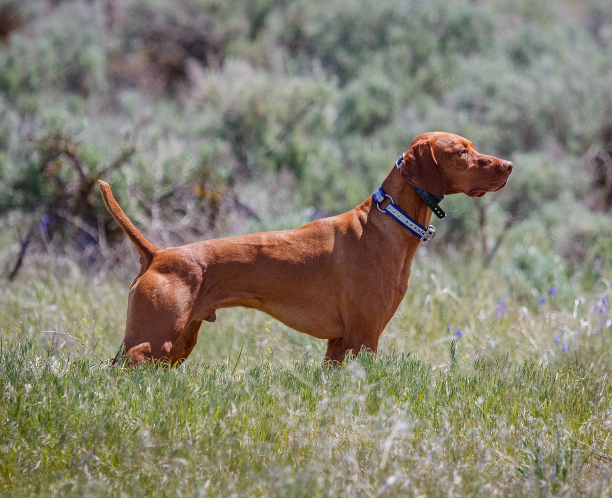 Alpine's Little Reggie Rutabaga