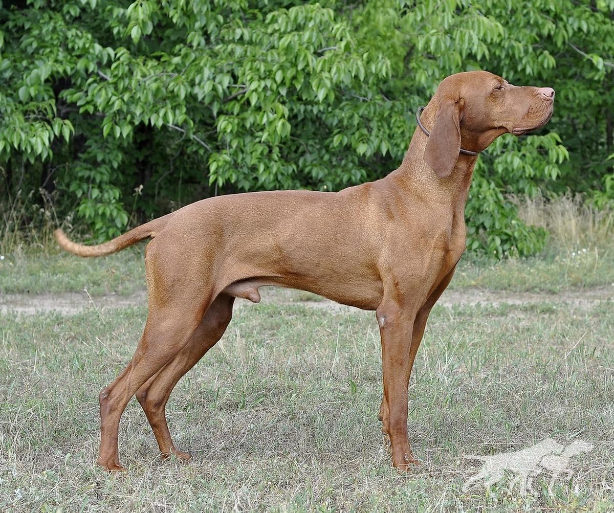 Odorarius Álmos