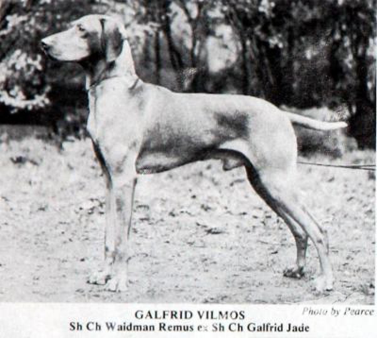 Galfrid Vilmos