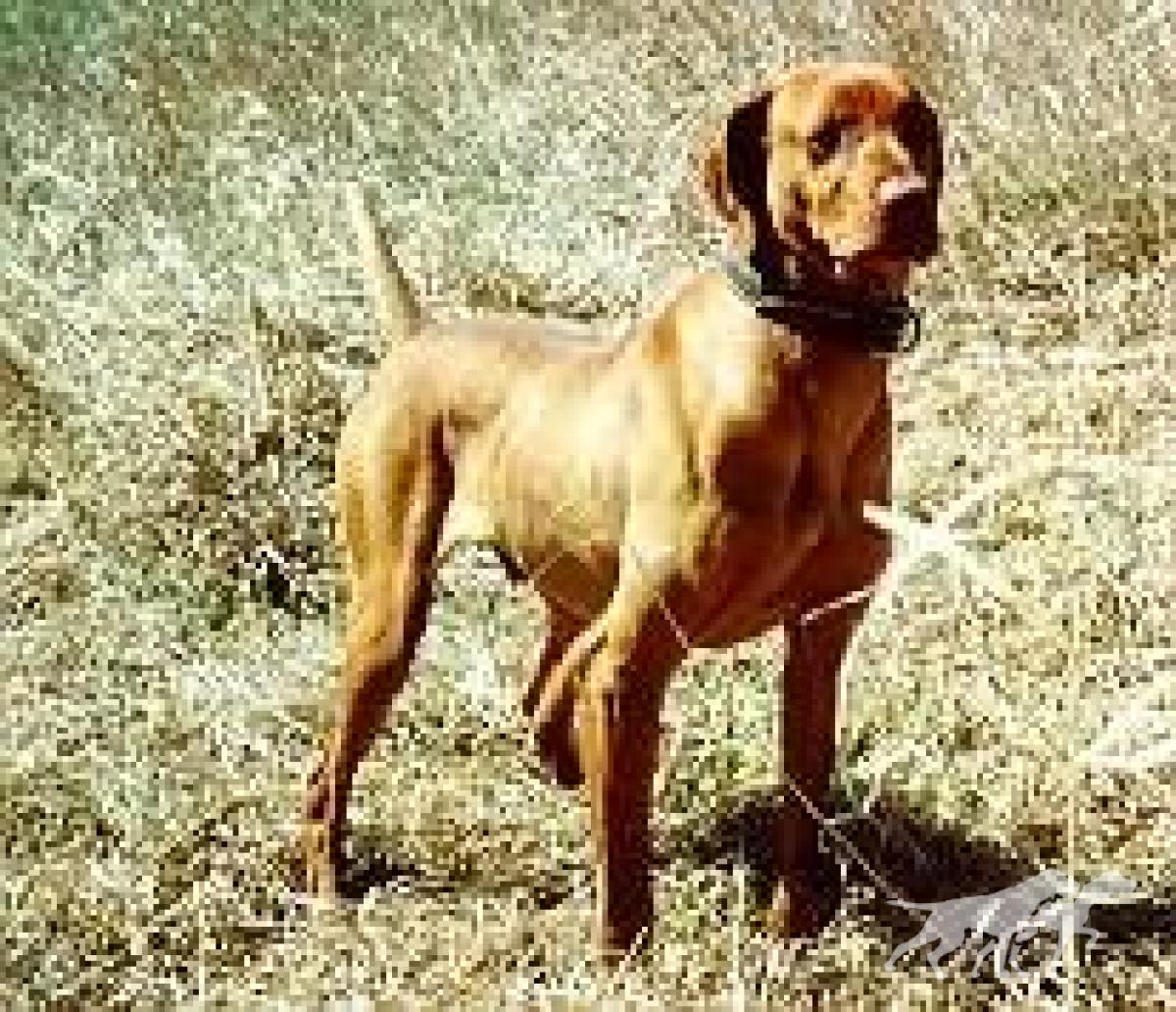 Rebel Rouser Red Darby