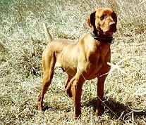 Rebel Rouser Red Darby