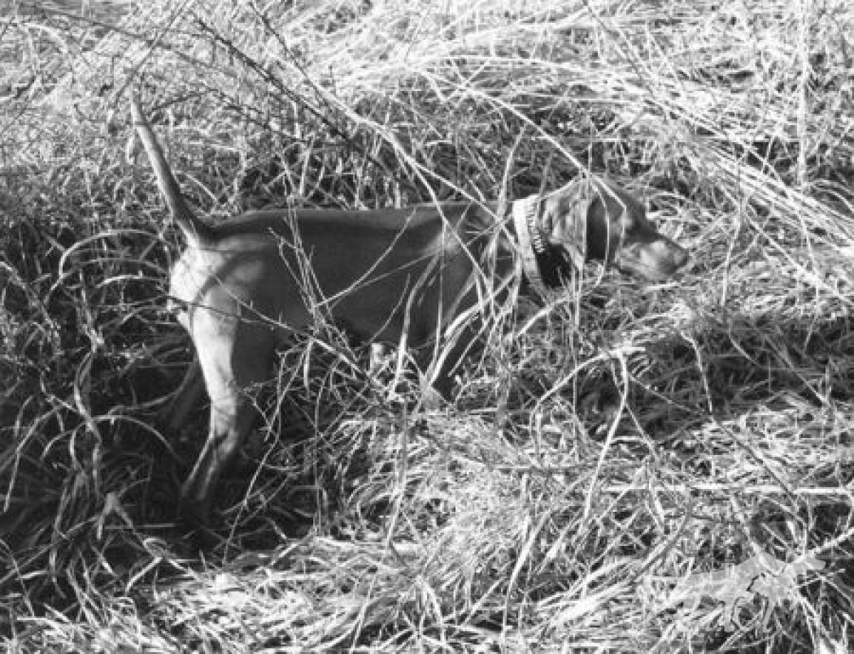 Copper Creek Lexi