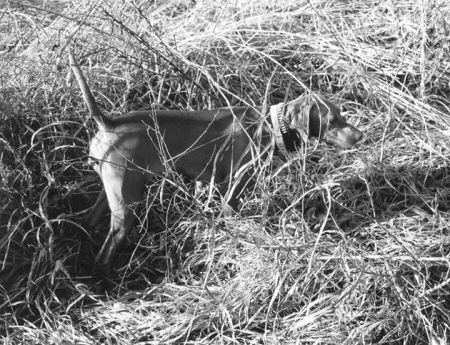 Copper Creek Lexi