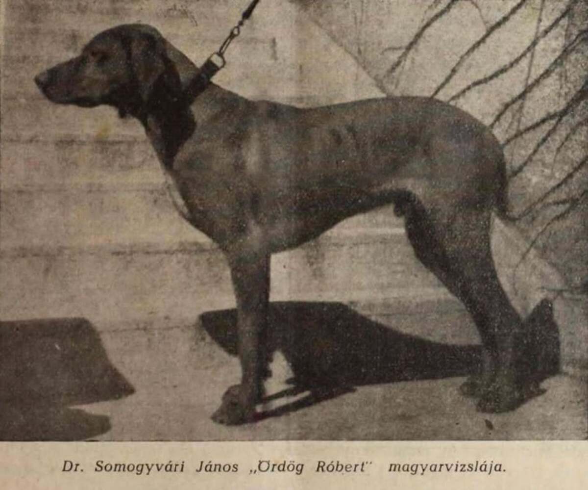 Ördög Robert